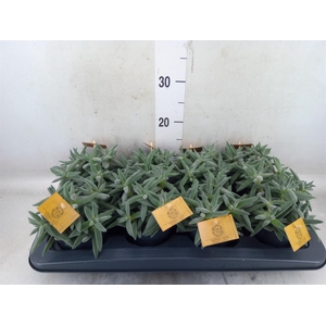 Crassula  'Kraaiepootje'