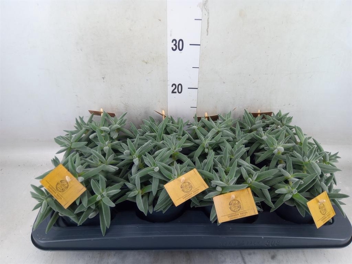 <h4>Crassula  'Kraaiepootje'</h4>