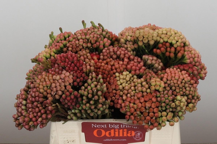 <h4>BRUN LA RED</h4>