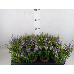Angelonia  'Serena Purple'