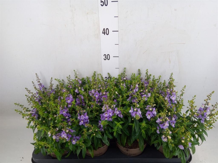 <h4>Angelonia  'Serena Purple'</h4>