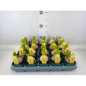 Hyacinthus orie. 'Yellowstone'