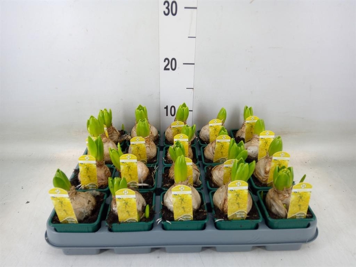 <h4>Hyacinthus orie. 'Yellowstone'</h4>