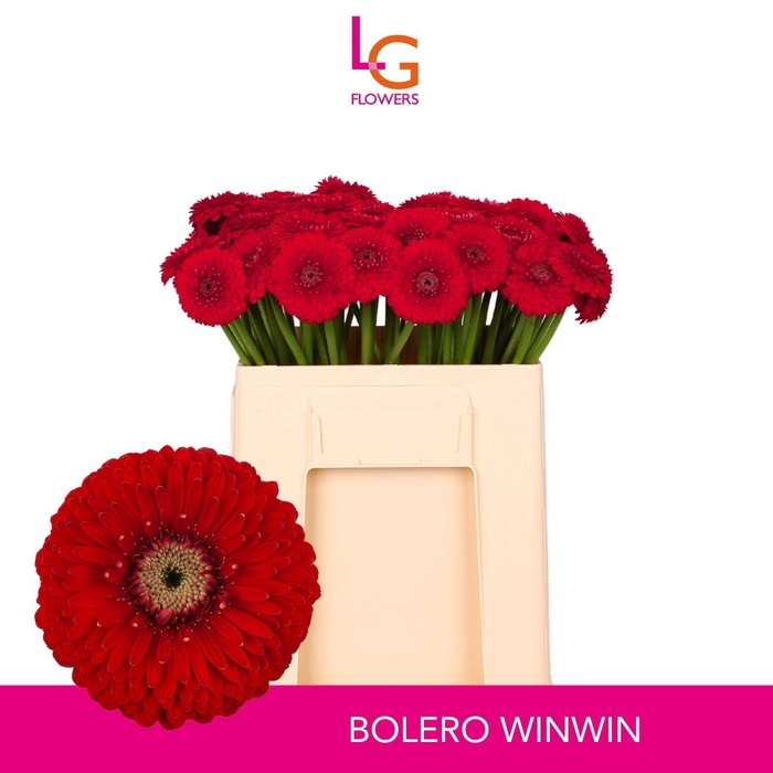 <h4>GERMINI BOLERO WINWIN</h4>