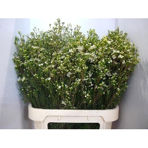 CHAME UN JUPITE MOON