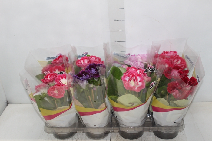 <h4>GLOXINIA P14</h4>