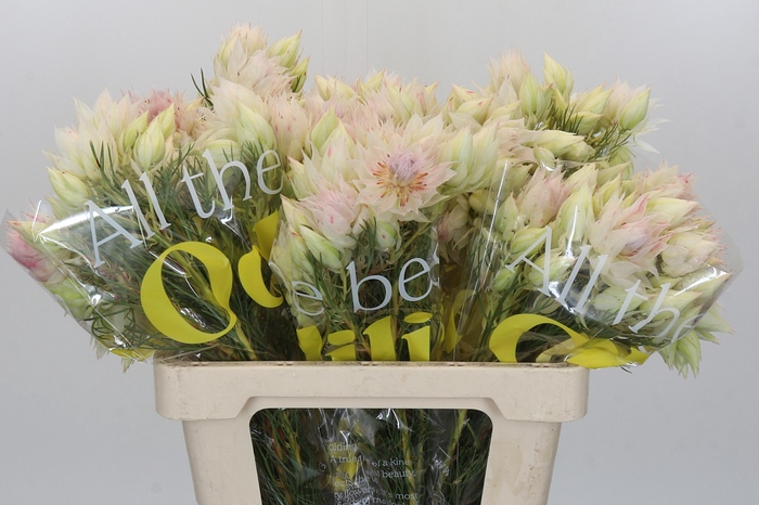 <h4>Blushing Bride 6/9 Flowers</h4>