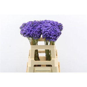 Ager H Jj Violet Blu