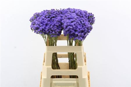 <h4>Ager H Jj Violet Blu</h4>