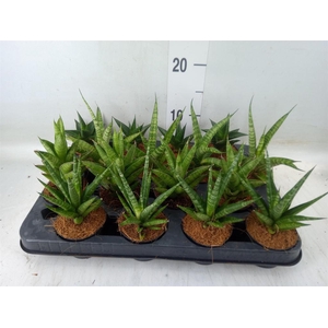 Sansevieria   ...