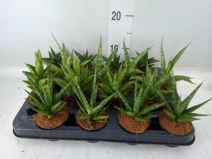 <h4>Sansevieria   ...</h4>