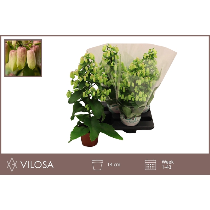 <h4>KAL MAGIC BELLS</h4>