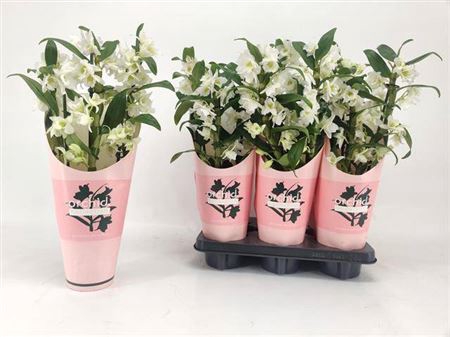 <h4>Dendrobium nobile Star Class Apollon</h4>