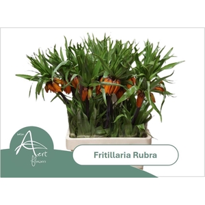 FRIT IM RUBRA MAXIMA