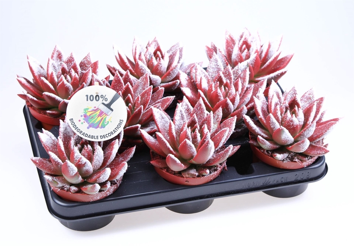 <h4>Echeveria  'Miranda'</h4>