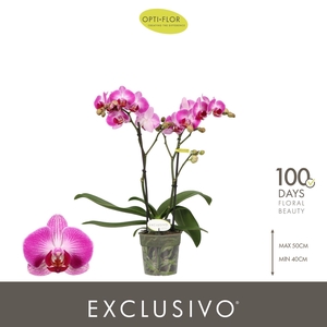 Phalaenopsis multi.   ...rose