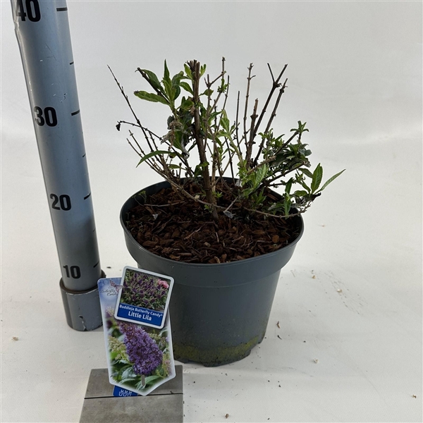 <h4>Buddleja d. Butt. Candy® Little Lila ('BotEx 004'PBR)</h4>