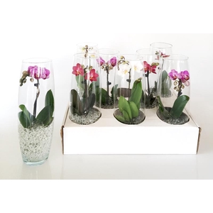 PHALAENOPSIS-HYBRID p6 glas 1t