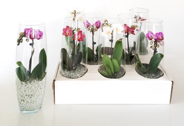<h4>PHALAENOPSIS-HYBRID p6 glas 1t</h4>