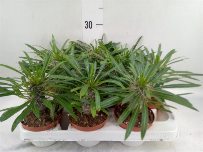 <h4>Pachypodium lamerei</h4>