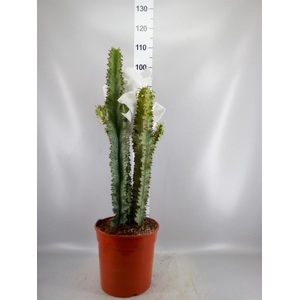 Euphorbia ingens