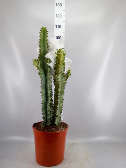 <h4>Euphorbia ingens</h4>