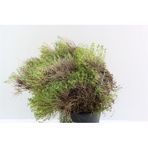 Euph Spinoza 250 Gram P Bunch