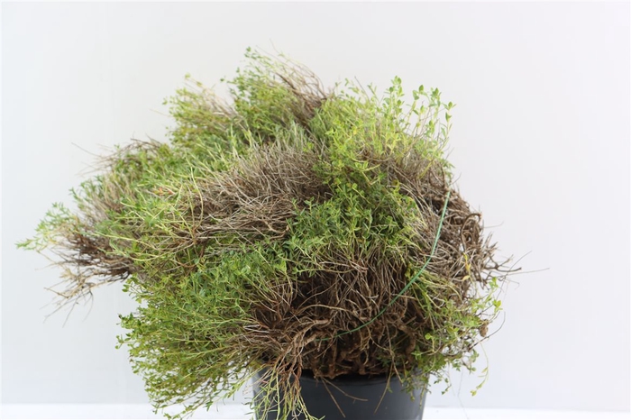 <h4>Euph Spinoza 250 Gram P Bunch</h4>