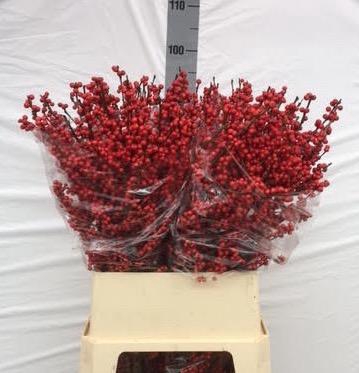 <h4>ILEX VE RODE BES</h4>