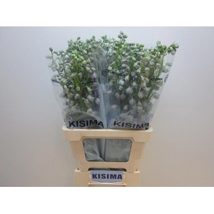 Delph Magical Lavender Kisima