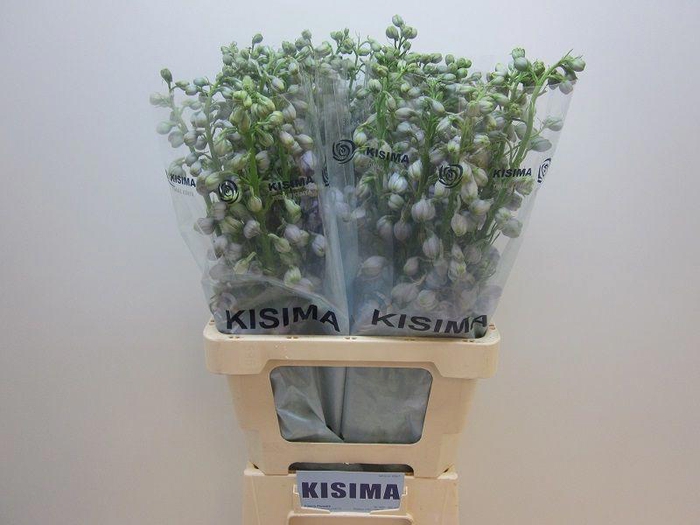 <h4>Delph Magical Lavender Kisima</h4>