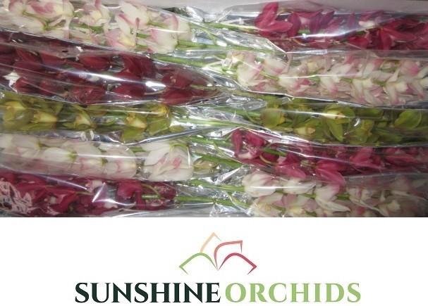 <h4>CYMB MI GEM</h4>