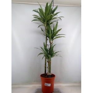 Dracaena fr de 'Warneckei'