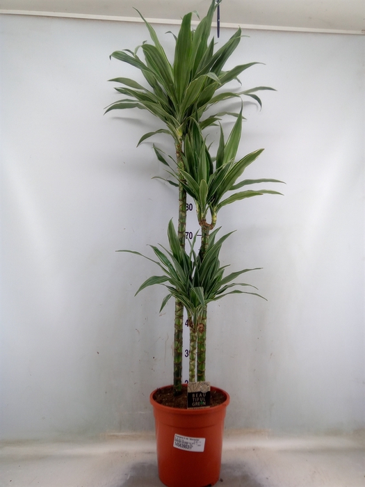 <h4>Dracaena fr de 'Warneckei'</h4>