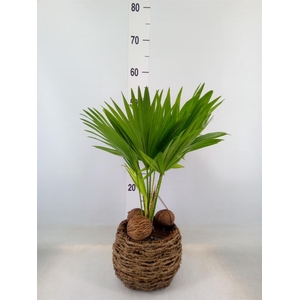 Livistona rotundifolia