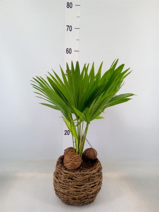 <h4>Livistona rotundifolia</h4>