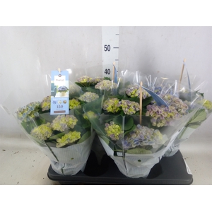 Hydrangea mac. 'Magical Revolution'