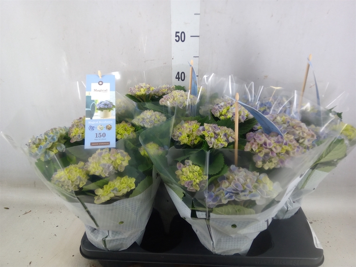 <h4>Hydrangea mac. 'Magical Revolution'</h4>