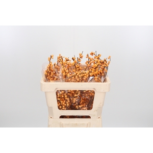 Ilex Golden Verboom