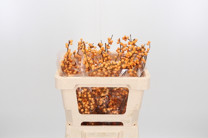 <h4>Ilex Golden Verboom</h4>