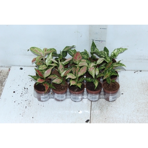 AGLAONEMA VARIADA P06