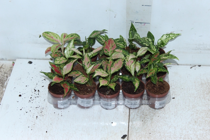 <h4>AGLAONEMA VARIADA P06</h4>