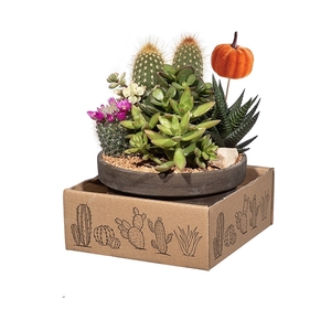 COMPOSITION CACTUS AND SUCCULENTS IN BASALT BOWL Ø15 WITH AUTUMN PICK - CARDBOARD BOX 13X13 CM (CACTUS EN SUCCULENTEN)