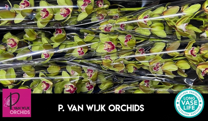 <h4>CYMB T ROSALINE</h4>