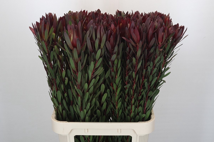 <h4>Leucadendron Saf Sunset Dark Red</h4>