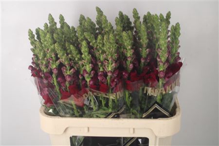 <h4>Antirrhinum Nl. Red Potomac</h4>