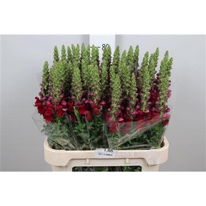 Antirrhinum majus 'Opus Red'
