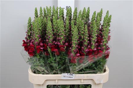 <h4>Antirrhinum majus 'Opus Red'</h4>