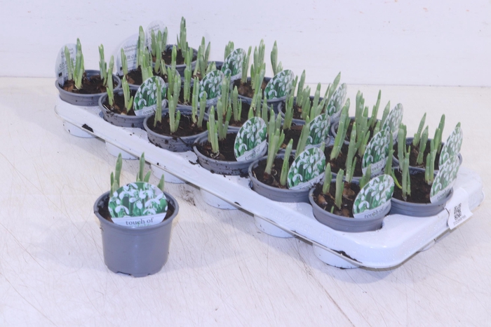 <h4>Galanthus Hippolyta</h4>