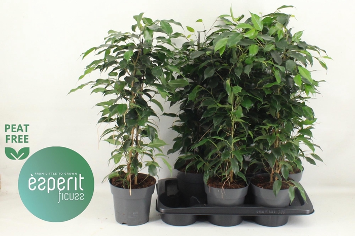 <h4>FIC BE DANIELLE</h4>